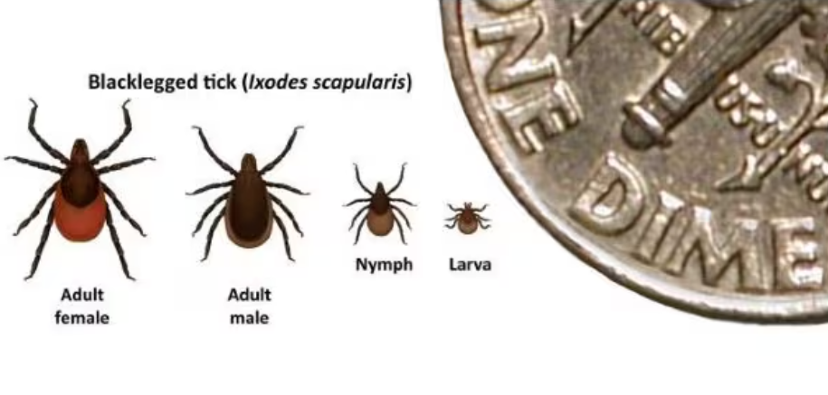 black legged ticks and dime.png