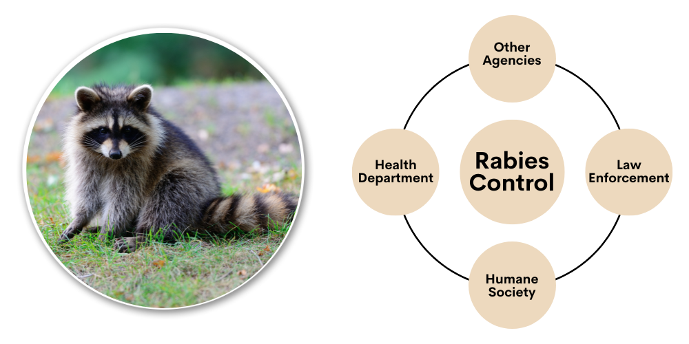 Rabies control banner, photo of raccoon