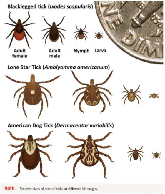 different ticks.png