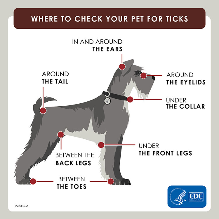 tick removal dog.jfif