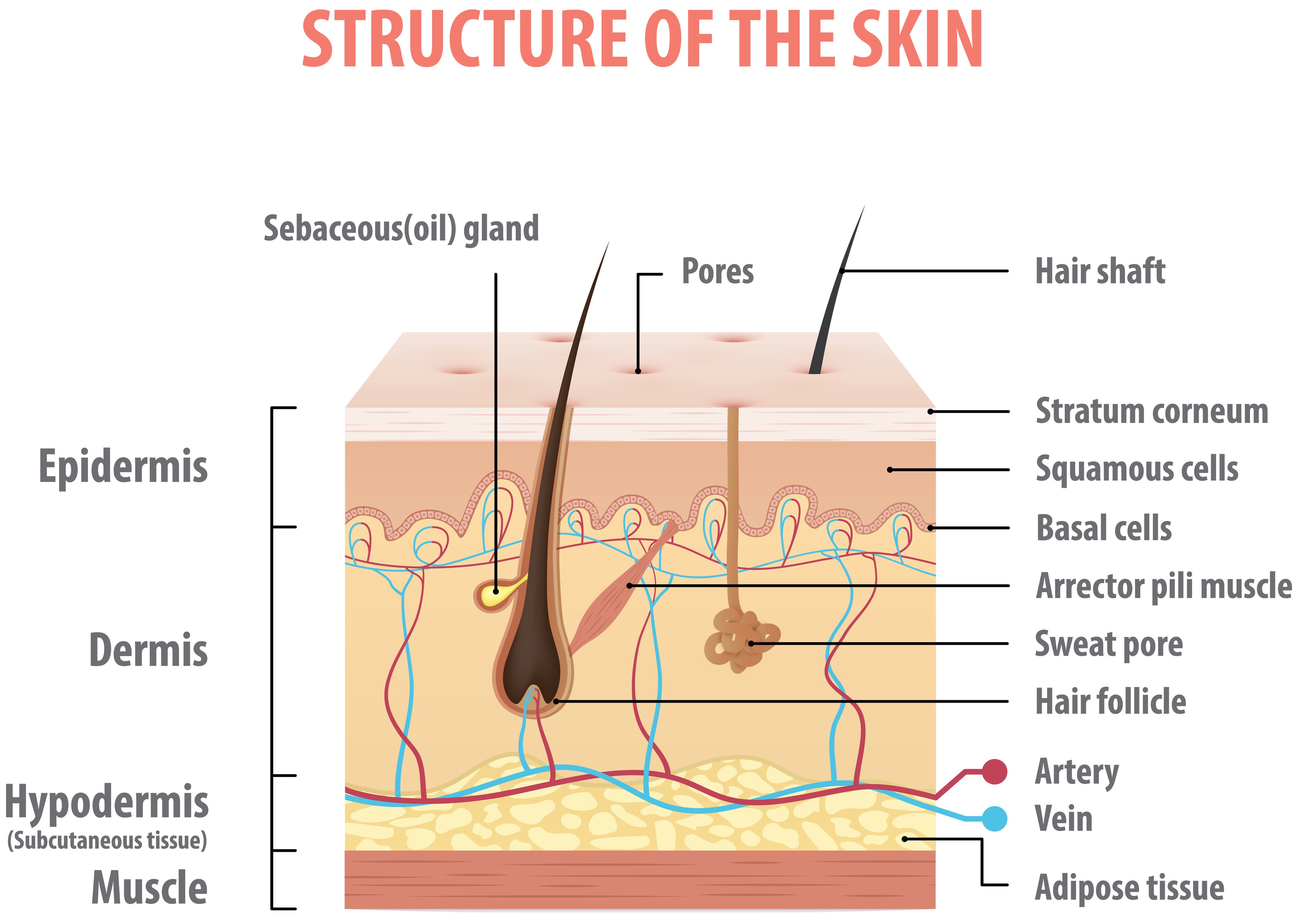 Structure of the Skin.jpeg